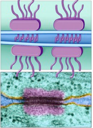<p><span style="font-family: STIX-Web">The cell connections represented here are:</span></p><p>A-desmosomes.</p><p>B-lysosomes.</p><p>C-transport vesicles.</p><p>D-tight junctions.</p><p>E-gap junctions.</p>