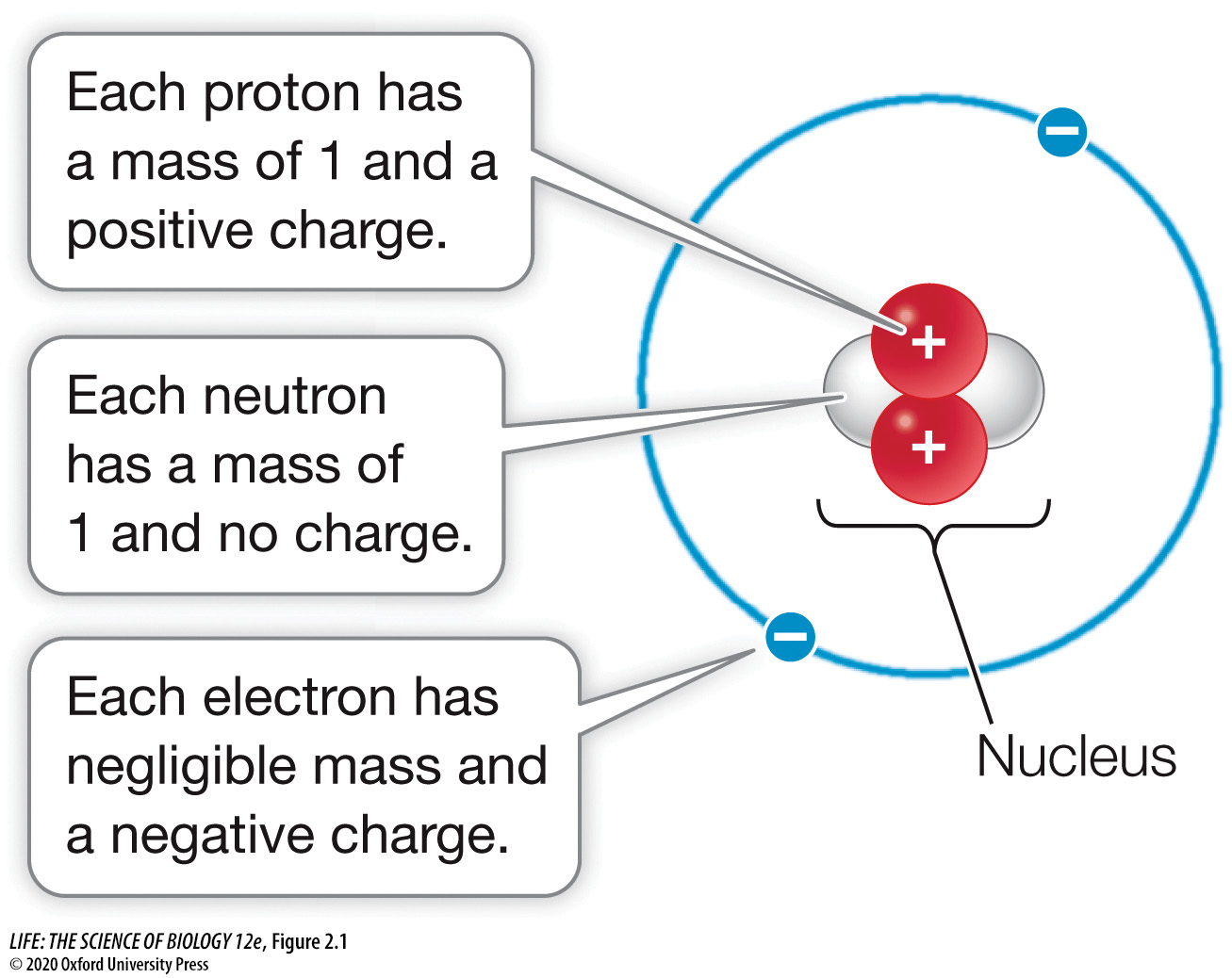 <p>The nucleus of an atom is composed of <strong>neutrons</strong> and <strong>protons</strong> surrounded by <strong>electrons</strong>.</p>