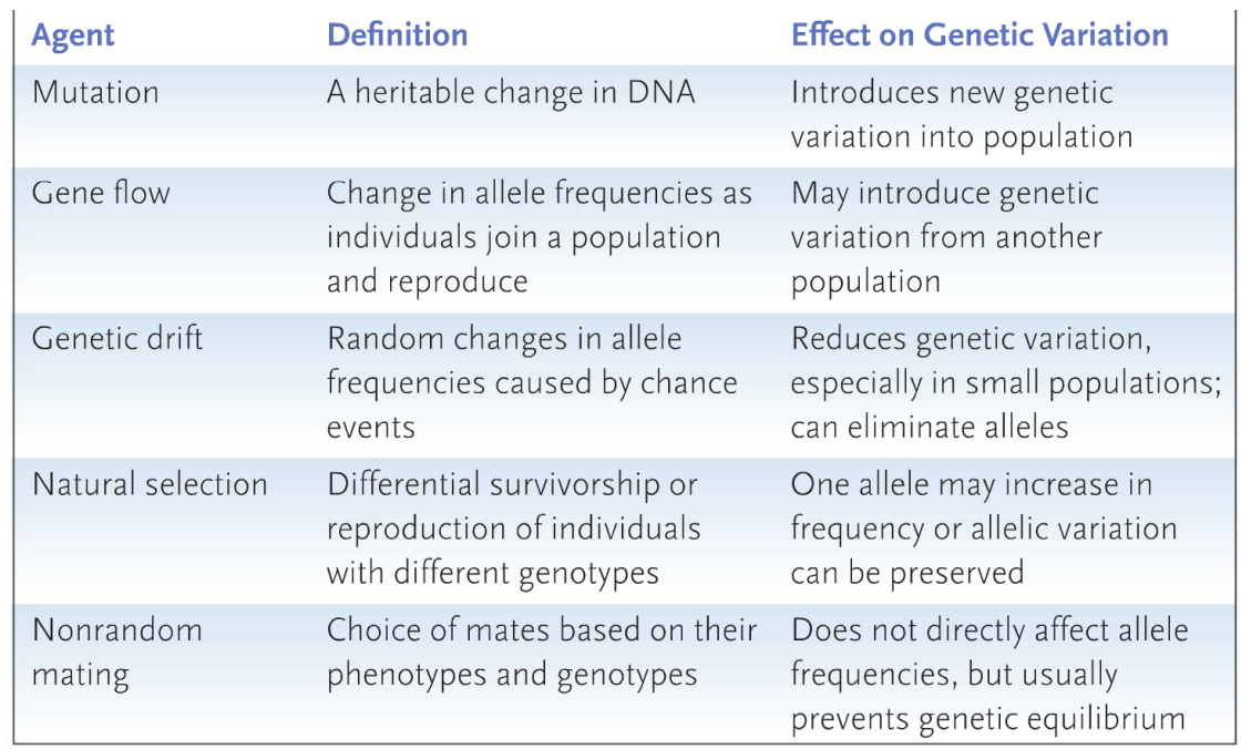 <ul><li><p>mutation</p></li><li><p>gene flow</p></li><li><p>genetic drift</p></li><li><p>natural selection</p></li><li><p>nonrandom mating</p></li></ul><p></p>