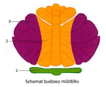 <p>Utrzymanie prawidłowego ruchu gałek ocznych i pozycji ciała</p>