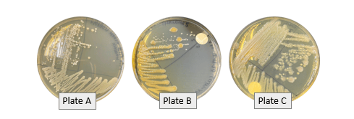 <p>-all should form isolated colonies</p><p>-Plate A shows this result</p>