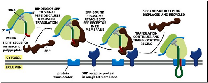 <ul><li><p><span style="background-color: transparent; font-family: "Times New Roman", serif;"><span>SRP gives spatial and temporal resolution to the mechanism of translocation</span></span></p><ul><li><p><span style="background-color: transparent; font-family: "Times New Roman", serif;"><span>SRP brings the RNC complex to the membrane (spatial effect)</span></span></p></li><li><p><span style="background-color: transparent; font-family: "Times New Roman", serif;"><span>SRP coordinates protein translation to protein translocation (temporal effect)</span></span></p></li></ul></li><li><p><span style="background-color: transparent; font-family: "Times New Roman", serif;"><span>Note: tRNA allows the incorporation of amino acids into proteins</span></span></p></li><li><p><span style="background-color: transparent; font-family: "Times New Roman", serif;"><span>SRP directs nascent protein carrying a signal sequence to the SRP membrane receptor</span></span></p></li><li><p><span style="background-color: transparent; font-family: "Times New Roman", serif;"><span>The RNC complex is guided to the ER membrane by the signal-recognition particle (SRP)</span></span></p></li><li><p><span style="background-color: transparent; font-family: "Times New Roman", serif;"><span>The transient pause gives the ribosome enough time to bind to the ER membrane&nbsp;</span></span></p></li><li><p><span style="background-color: transparent; font-family: "Times New Roman", serif;"><span>The SRP-ribosome complex binds to the SRP receptor</span></span></p></li></ul><p></p>