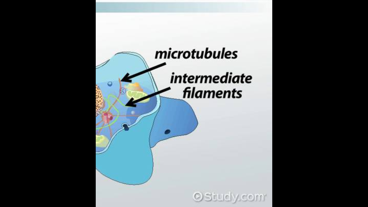 <p>filament and microtubules </p>