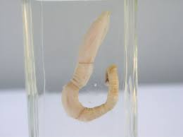 <p>-acorn worms </p><p>-139 spp.</p><p>-marine worms and sessile colonies</p><p>-to 2.5m; mostly «1m</p><p>-deposit feeders with ciliated proboscis </p><p>-in mouth out gill slits </p><p>-food ensnared in mucus</p><p>-respiration mainly at gill slits </p><p>-<strong>collar</strong> opens to expose mouth</p><p>-tripartite coelom </p><p>-ventral and dorsal hollow nerve cord</p><p>-mostly dioecious </p><p>-<strong>tarnaria</strong> larva also tripartite </p>