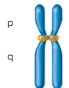 <p>The centromere is slightly off center</p>