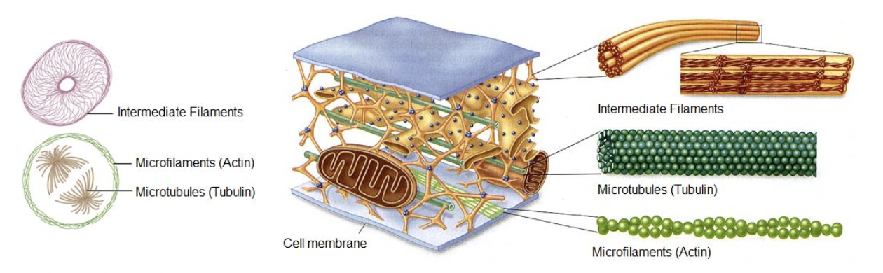 <p><span style="background-color: transparent; font-family: &quot;Proxima Nova&quot;, sans-serif;">Network of structural proteins extending throughout the cytoplasm.&nbsp;</span></p><p><span style="background-color: transparent; font-family: &quot;Proxima Nova&quot;, sans-serif;">An interconnected system of many protein filaments – some permanent, some temporary</span></p>
