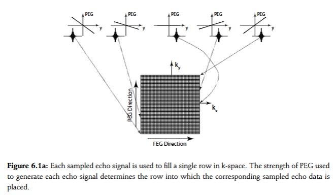 <p>sampled measurements of echo signals are arranged in k space to form MR image</p><p>k space is considered spatial frequency domain/Fourier domain</p><p>k space is divided into a grid, the number of columns it he number of samples taken in recording each echo signal, the number of rows is equal to the number of repetitions of measurements taken with different PEG strengths</p><p>signal with no PEG is the middle row of k space grid</p><p>to form MR image, inverse Fourier transform the k space grid</p>