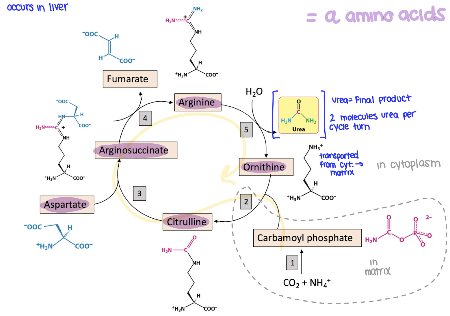 <p>the urea cycle gets ride of NH<sub>4</sub><sup>+</sup> by turning it into urea, which is then excreted in the urine</p><ol><li><p>ammonia and CO2 combine to form carbomoyl phosphate</p></li><li><p>carbamoyl phosphate joins ornithine to make citrulline</p></li><li><p>citrulline combines with aspartate to form arginosuccinate</p></li><li><p>arginosuccinate is broken into fumarate and arginine</p></li><li><p>arginine is split into urea and ornithine</p><ol><li><p>urea exits the cycle and is excreted</p></li><li><p>ornithine is recycled</p></li></ol></li></ol><p></p>
