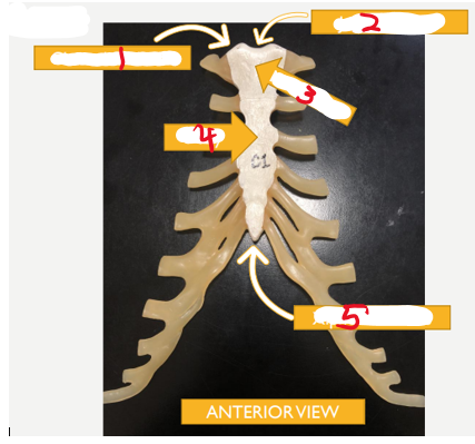<p><span>Name the last 3 ribs that would be attached to cartilage from rib 7 (ribs 8-10)</span></p>