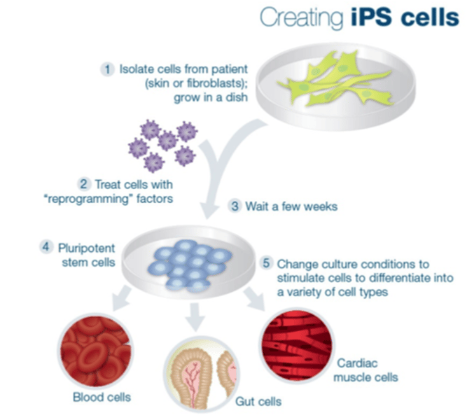 <p>Stem cells derived from adult somatic cells. Reprogrammed to be pluripotent, they are similar to embryonic stem cells.</p>