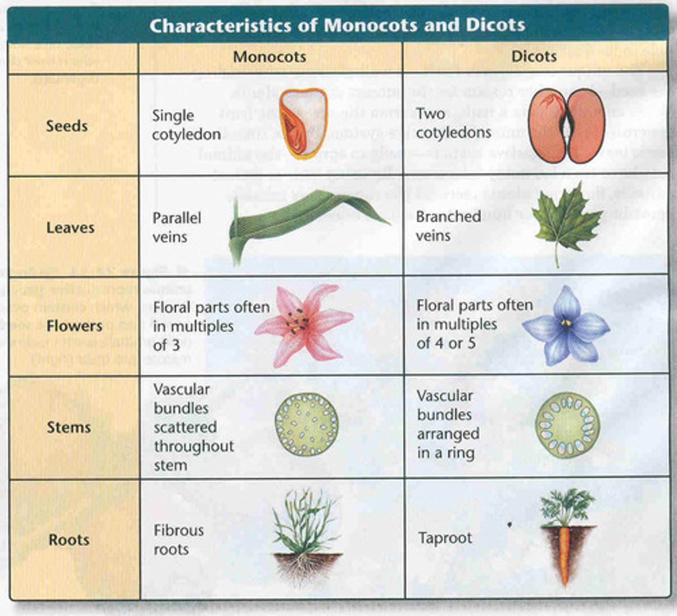 <p>Plants with one seed leaf.</p>