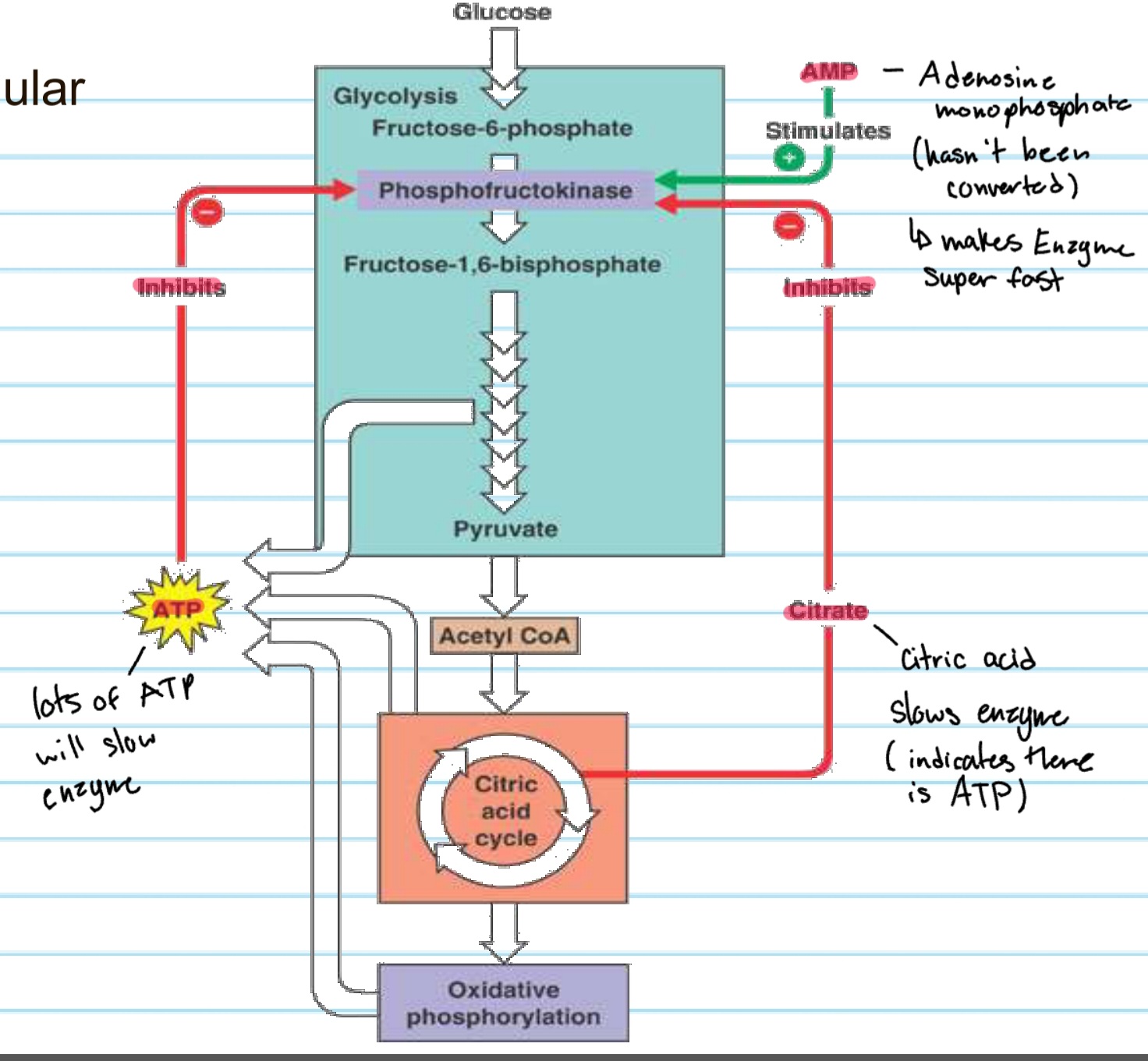 <p>how is phosphofructokinase regulated and stimulated?</p>