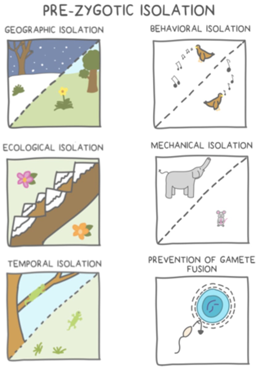 <p>mating is hindered between two species that occupy different habitats</p>