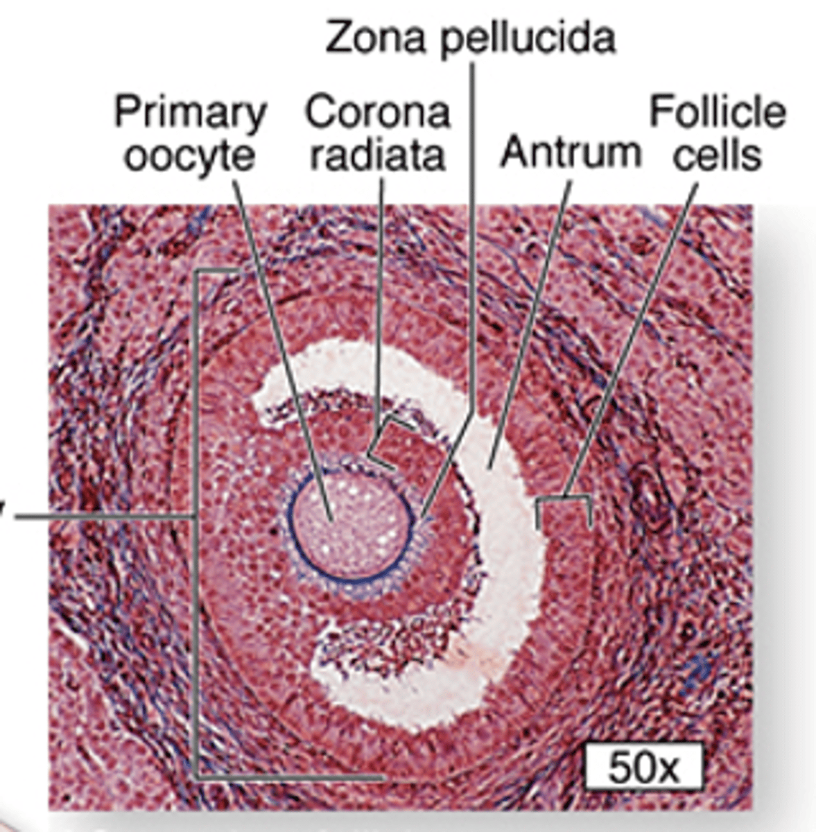 <p>ID the cell:</p>