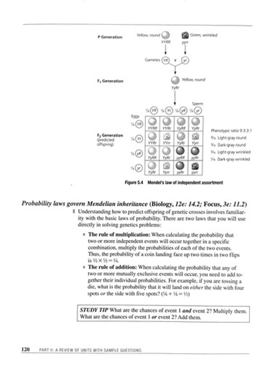 <p>Random sorting of maternal and paternal chromosomes.</p>