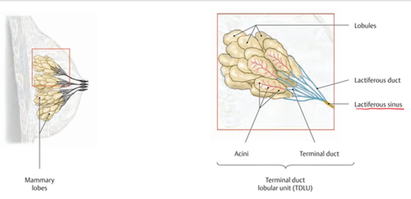 <p>What is the functional unit of the breast and what is it made of?</p>