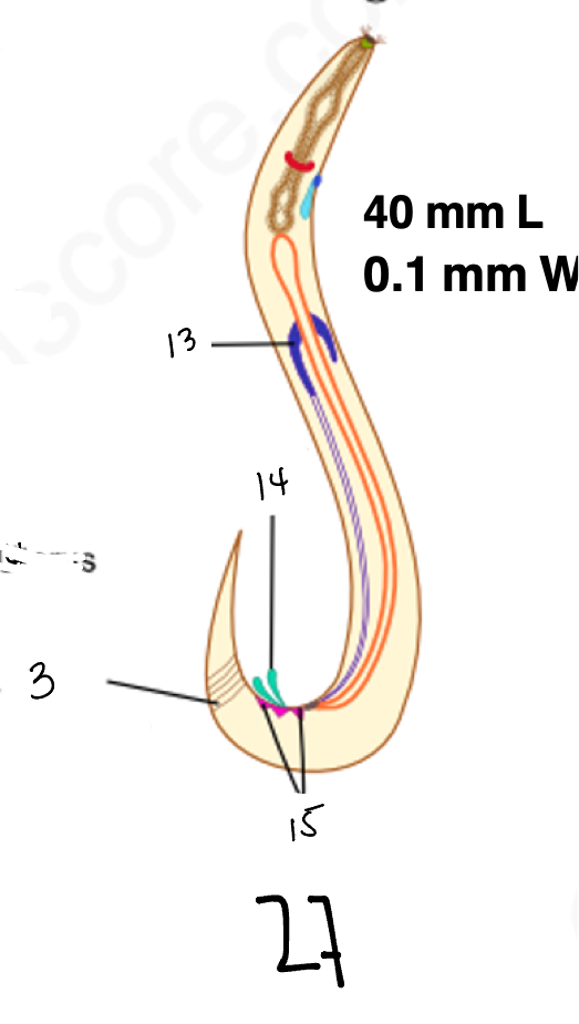 <p>15</p>
