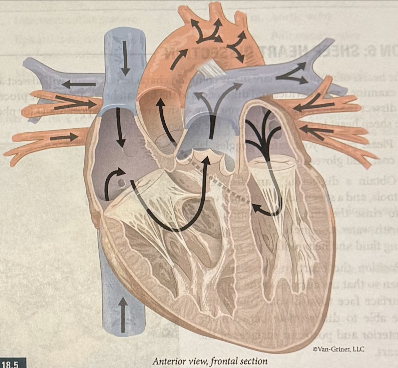 <p>Superior and Inferior vena cavae and Coronary sinus (veins) → right atrium (receiving chamber) → tricuspid valve (AV valve) → right ventricle (pumping chamber) → pulmonary valve (semilunar valve) → pulmonary trunk (artery) branches into the right and left pulmonary arteries (artery) → gas exchange at lungs (blood loses CO2 &amp; gains O2) → right and left pulmonary veins (veins) → left atrium (receiving chamber) → bicuspid valve (AV valve) → left ventricle (pumping chamber) → aortic valve (semilunar valve) → aorta branches into systemic arteries (arteries) → gas exchange at the tisses (blood loses O2 &amp; gains CO2)</p><p></p>