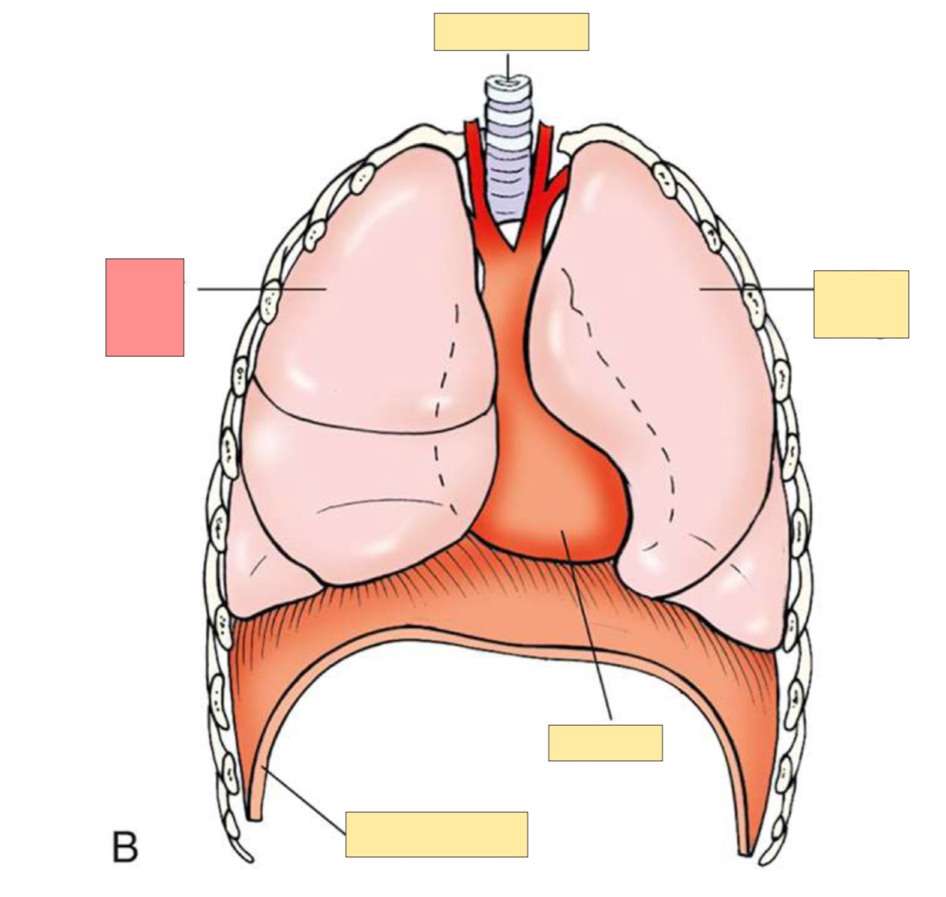 <p>What organ SPECIFICALLY is this? </p>