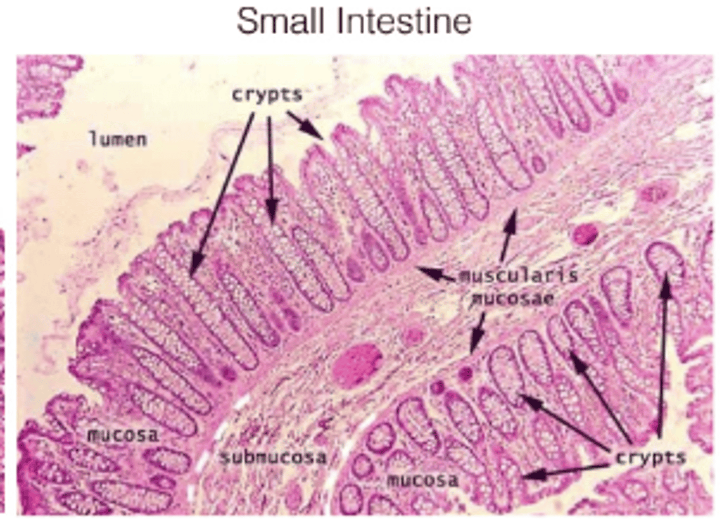 <p>Gland-like structures located at the base of villi</p>