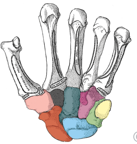 <p>what bone is in yellow?</p>