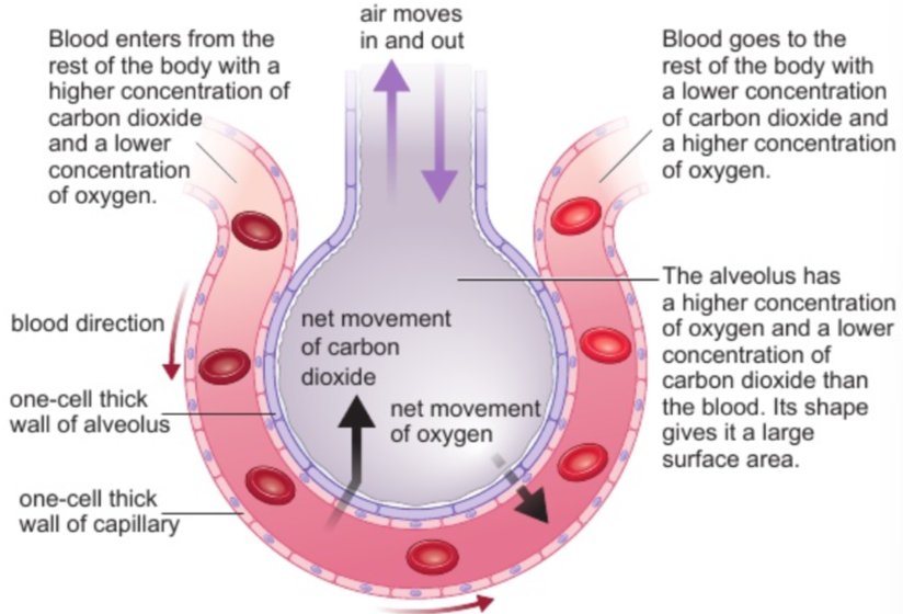 <p>lungs have <strong>lots of alveoli</strong> - <strong>increase SA</strong> so <strong>increase speed &amp; amount of gas exchange</strong></p><ol><li><p><strong>blood enters</strong> from rest of body - <strong>higher CO<sub>2</sub> conc. </strong>&amp; <strong>lower O<sub>2</sub> conc.</strong></p></li><li><p><strong>CO<sub>2</sub>: capillary → alveolus</strong> &amp; <strong>O<sub>2</sub>: alveolus → capillary</strong></p><ul><li><p><strong>alveolus </strong>- <strong>higher O<sub>2</sub> conc.</strong> &amp; <strong>lower CO<sub>2</sub> conc. than blood</strong></p></li><li><p><strong>alveolus </strong>shape - <strong>large SA</strong></p></li><li><p><strong>alveolus &amp; capillary</strong> - <strong>one-cell thick</strong> wall</p></li></ul></li><li><p><strong>blood leaves</strong> to rest of body - <strong>lower CO<sub>2</sub> conc.</strong> &amp; <strong>higher O<sub>2</sub> conc.</strong></p></li></ol><p></p>