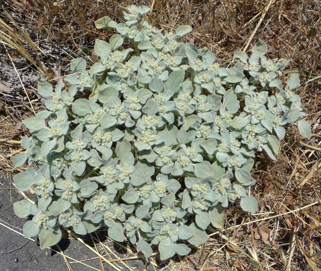 <p>Turkey-mullein</p>