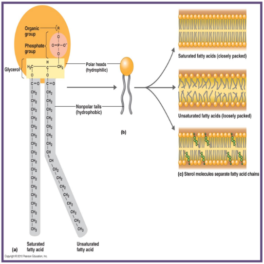 <p>Included in complex lipids</p><ul><li><p>glycerol &amp; phosphate group</p><ul><li><p><strong>hydrophilic - likes water</strong></p></li></ul></li><li><p>fatty acid tails are non-polar</p><ul><li><p><strong>hydrophobic - hates water</strong></p></li><li><p>has two fatty acid tails</p><ul><li><p>has permeability to enable certain ions to travel through cell membrane (small non polar material; polar material can’t because of the lack of charges in phospholipid tails(repelled))</p></li></ul></li></ul></li></ul>