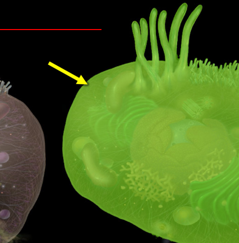 <p>The outer membrane of a cell that regulates the entry and exit of substances, providing structural support and protection. </p>