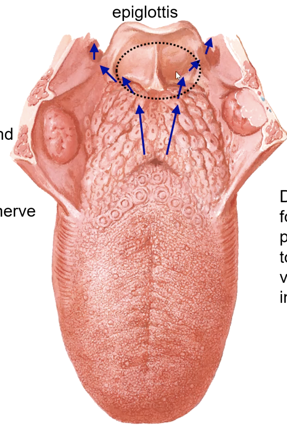 <p>vallecula</p>