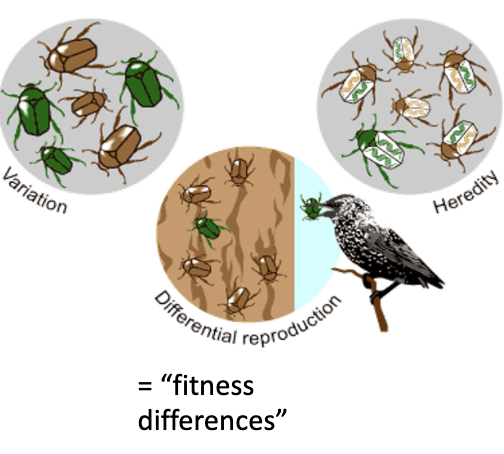 <ul><li><p><strong><span>More adapted individuals survive and pass genes</span></strong></p></li><li><p><strong><span>The more prolific reproduction of individuals with favorable traits that have survived environmental change because of those traits</span></strong></p></li><li><p><strong><span>Increase in frequency of a particular allele</span></strong></p></li><li><p><strong><span>Resulting in decrease of other alleles because individuals with the FAVORABLE allele are more likely to survive and reproduce</span></strong></p></li><li><p><strong><span>Allowing the passing of allele on to their offspring in a particular environment</span></strong></p></li><li><p><strong><span>Variation in a trait</span></strong></p></li><li><p><strong><span>Fitness difference relationship between trait and some aspect od reproduction or survivorship</span></strong></p></li><li><p><strong><span>Heritability of trait must be at least</span></strong></p></li></ul>