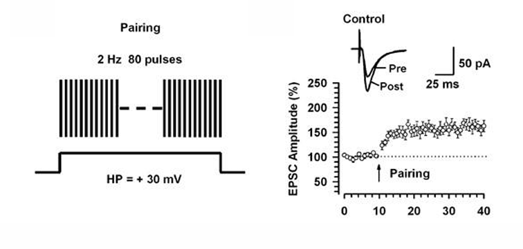 <p> post-synaptische depolarisatie + glutamaat release</p><p>lijkt meer op echt??</p>