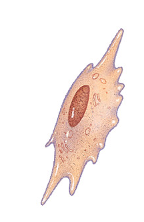 <p>bone stem cells </p>