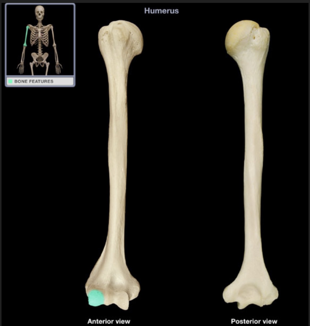 <p><span style="font-family: Arial, sans-serif; color: rgb(45, 59, 69)">lateral condyle on the distal end of the humerus which articulates with the head of radius</span></p>