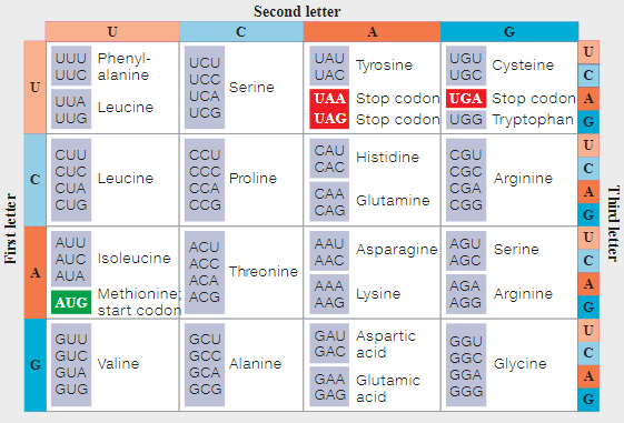 <p>mRNA strand - AUG AUC UUA GGG <strong>UA<u>A</u></strong><br>Mutant strand - AUG AUC UUA GUA <strong>UA<u>U</u></strong></p><hr><p>What is the amino acid sequence of the original mRNA strand? <br>What is the amino acid sequence of the mutant mRNA strand? <br><br>What type of mutation is the mutant strand compared to the mRNA strand?<br><br>(<em>Compare the two amino acid sequences and mRNA strands, what do you notice? Use the codon chart provided to help you out!)</em><br><br><strong>Practice 15.1 Mutations Are Heritable Changes in DNA</strong></p>