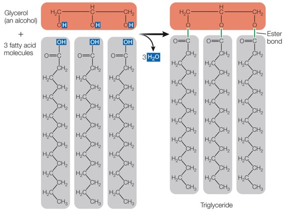 three fatty acids (nonpolar carbon chain attached to a polar carboxyl group) with one glycerol (an alcohol with 3 hydroxyl groups), synthesized through 3 condensation reactions, saturated vs unsaturated(double bonds)