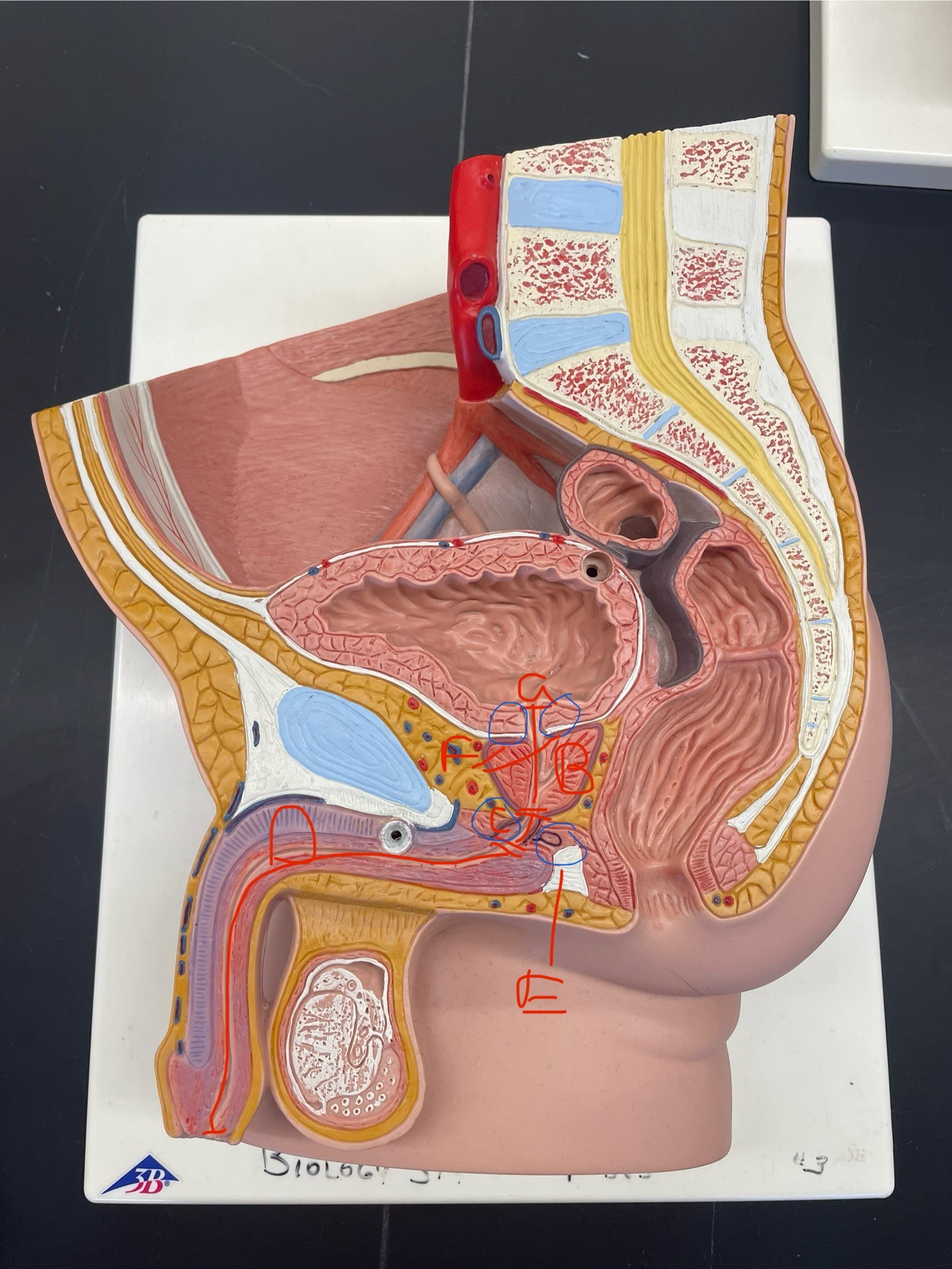 <p>E, male and female</p>