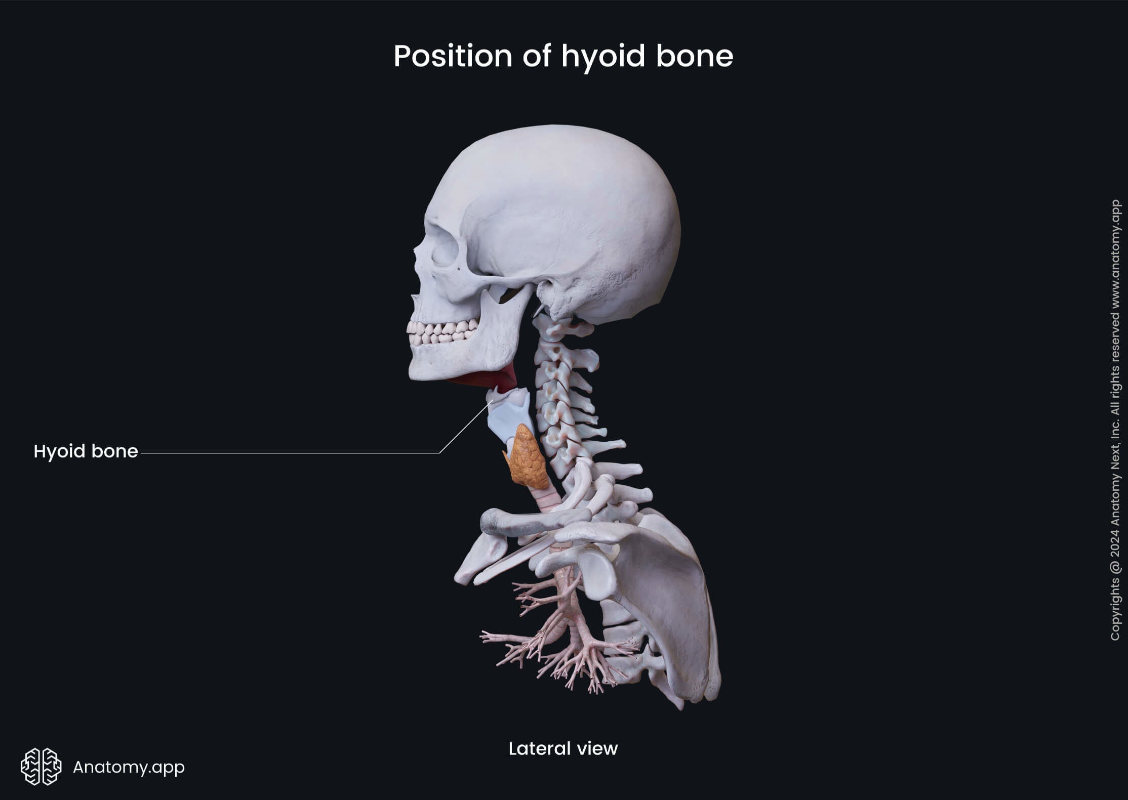 <p>A <strong>single "U" shaped bone</strong> situated in the anterior <strong>part of the neck</strong> between the <strong>chin</strong> and the thyroid cartilage. The<strong> </strong>hyoid bone is <strong>attached</strong> to the skull with the <strong>help of ligaments</strong>.</p>