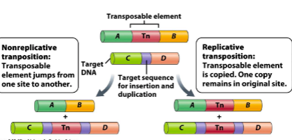 <ul><li><p>nonreplicative</p></li><li><p>replicative</p></li></ul><p></p>
