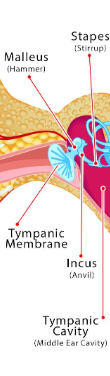 <p>Tympanic membrane/eardrum</p><p>Ossicles (Malleus, incus, stapes): tiny bones that transmit soundwaves</p><p>Eustachian tube: connects middle ear to the back of the nose and throat; equalizes pressure in ear</p><p>Also contains small muscles and tendons</p><p></p>