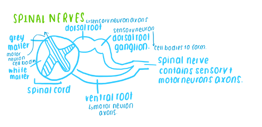 <p>Spinal cord extends from the brain to the lower back, it is structured into different regions that coordinate sensory, motor and reflex functions</p><p class="MsoNormal">&nbsp;The nerve fibres are arranged into nerves, which arise from the brain and spinal cord. </p>