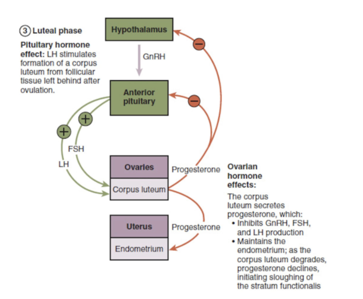 <p><span style="background-color: transparent;">Här sker initialt ett fall av estradiol-produktion för att sedan öka lite. Den rupturerade follikeln har blivit till corpus luteum och börjat bilda progesteron och estradiol (från luteiniserade granulosaceller). En vecka efter ovulationen når progesteronnivåerna sin peak, för att sedan sjunka. Corpus luteum lever i 11-13 dagar.&nbsp;</span></p><p><span style="background-color: transparent;">Kombinationen av progesteron och estradiol leder till att endometriet blir redo för implantation. Körtlarna utvidgas, det blir ödem och sekretion i stroma.</span></p>