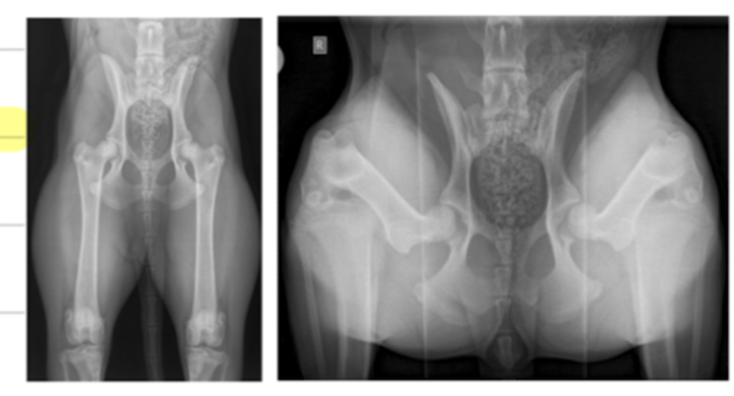 <p>when the object (patient) is not parallel to the film, it distorts the image</p>