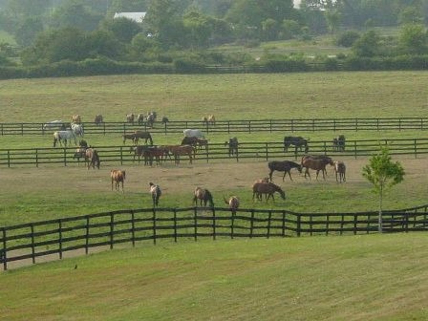 <p>mettre les vaches au pâturage</p>