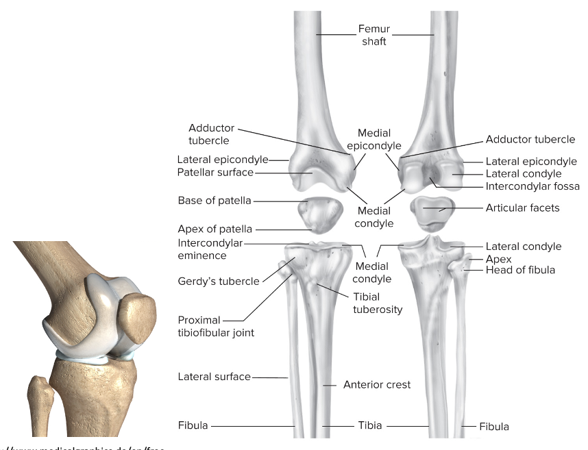 Overview of the knee 