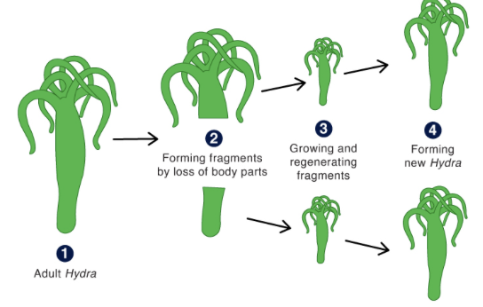 <p>what type of reproduciton is this</p>