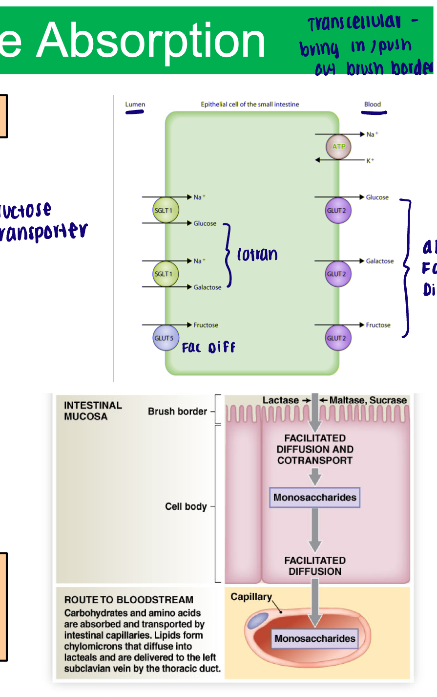 <ul><li><p>Requires carrier proteins </p><ul><li><p>Facilitated diffusion</p><ul><li><p>Fructose</p></li><li><p>1 molecule through plasma membrane at a time </p></li></ul></li><li><p>Co-transport </p><ul><li><p>Glucose and galactose</p></li><li><p>Follows concentration gradient of Na+</p></li></ul></li></ul></li><li><p>All three removed to capillaries of intestinal villi via facilitated diffusion</p></li></ul><p></p>
