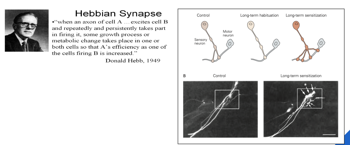 <ul><li><p>synaptische plasticiteit = verandering in synaptische sterkte</p></li></ul><p></p>