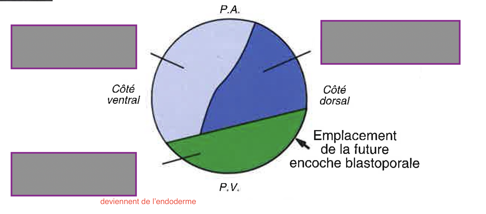 <p>Nomme</p>