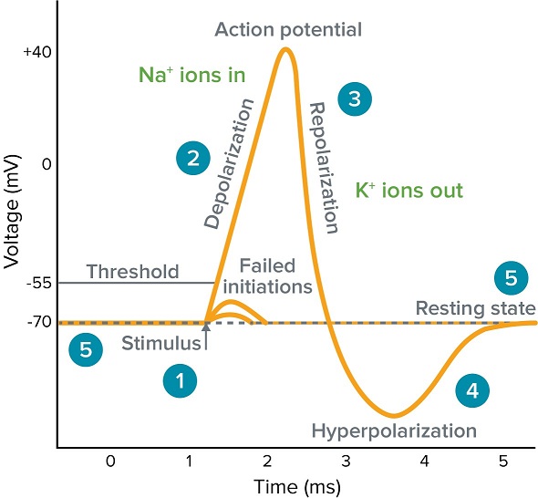 1) Resting state

2) Depolarization (rising phase) 

3) Repolarization (falling phase)

4) Hyperpolarization (undershoot / refractory period) 